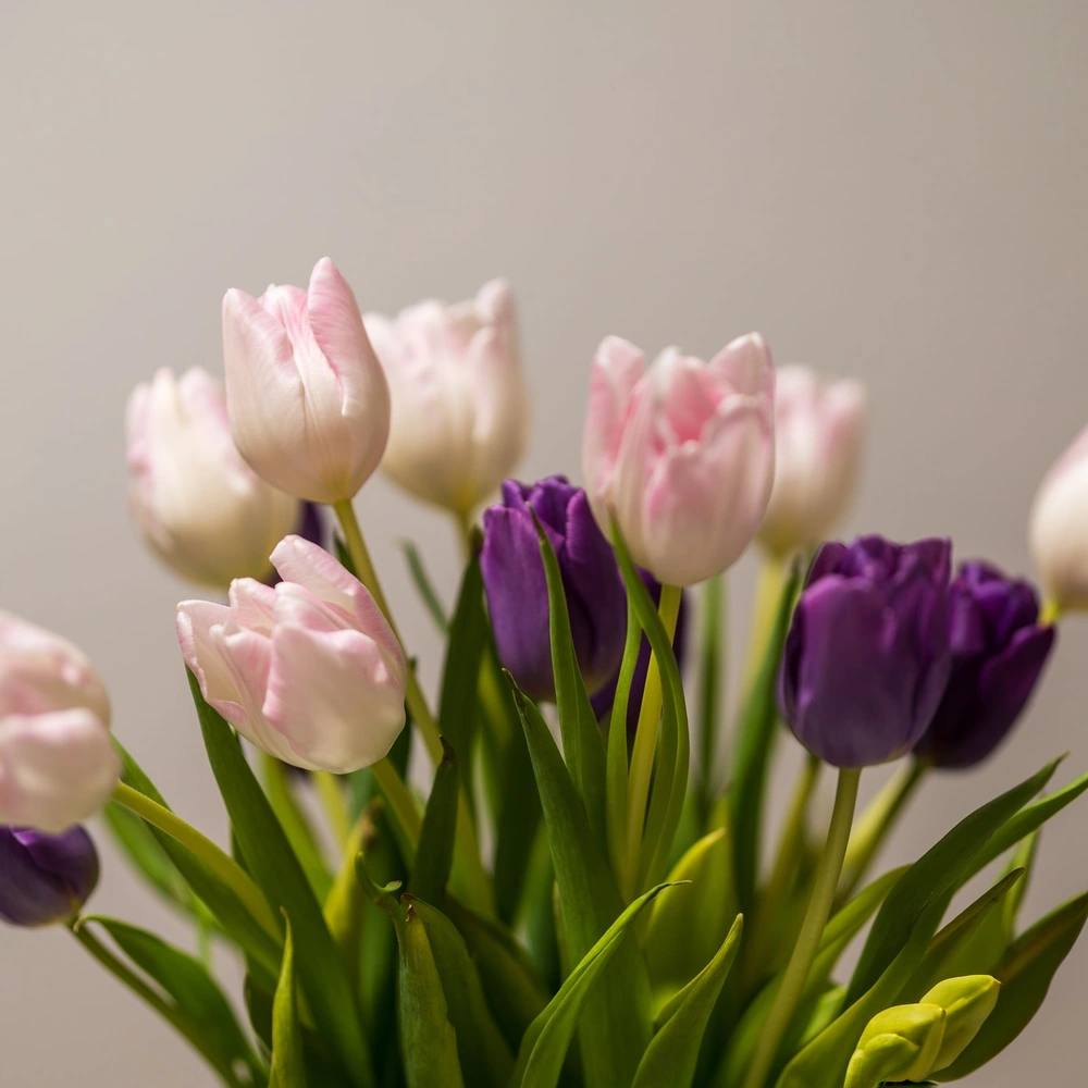 Blushing Tulips - foto ilustrasi